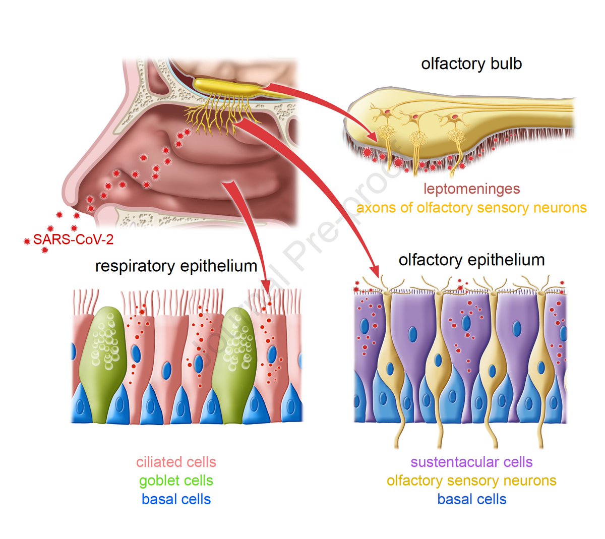 Eric Topol tweet media