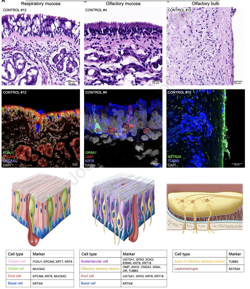 Eric Topol tweet media