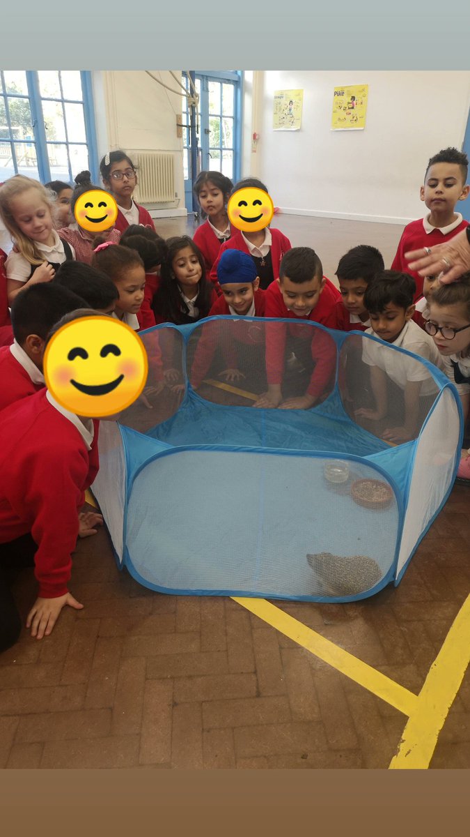 For STEM week year 1 have been thinking about how animals protect themselves in different seasons. Today we met a rescued hedgehog and found out about hibernation🦔 thank you to all of our families for your food donations to help the rescue centre😊 @HIAMrRichards @HIAMissNewman