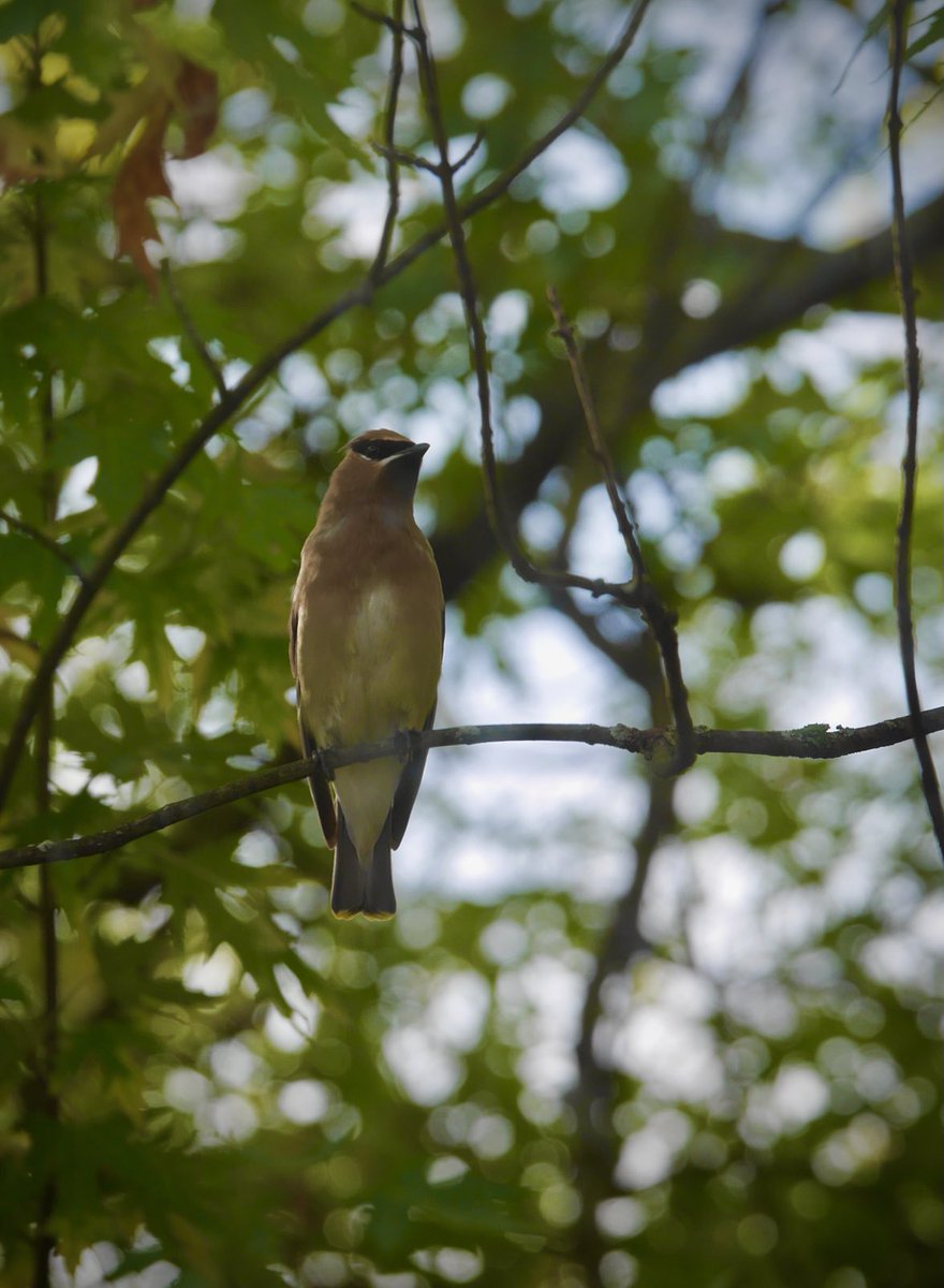 Simon Woodside tweet media