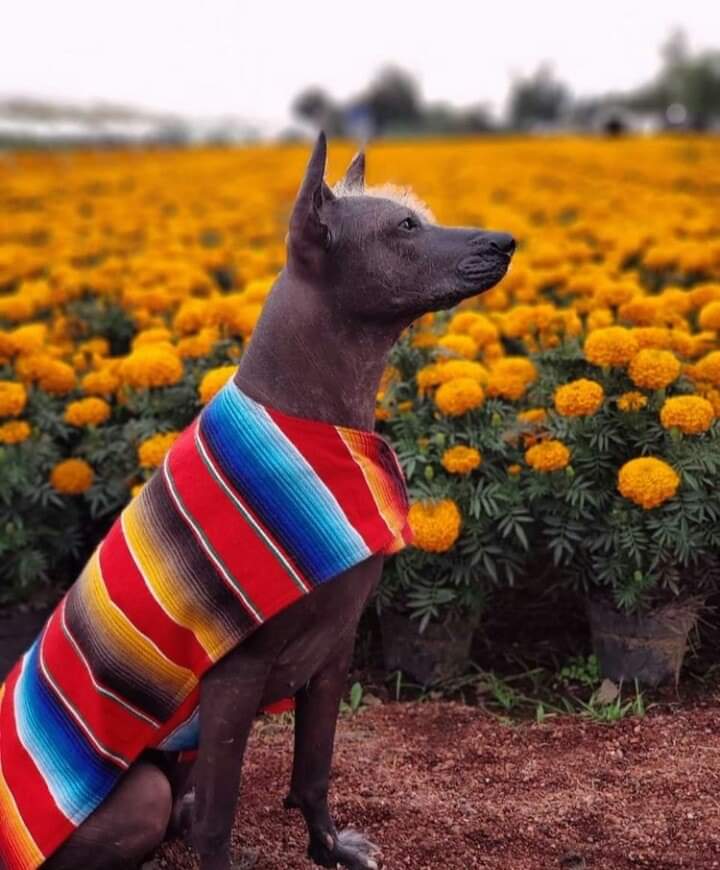 DaF_MaR7's tweet photo. El día de hoy honramos y recordamos con mucho cariño a quienes ya no están con nosotros. Celebramos su recuerdo en este Día de Muertos,
#DiaDeMuertos #FelizMartesATodos https://t.co/no9yiPrDjU