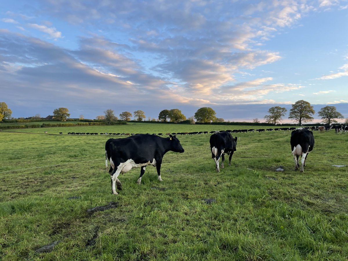 Over and out for grazing season 21! After a very slow (cold) start we’ve had a kind summer and exceptional Autumn achieving 10t grown on the platform for the first time! 2 weeks to settle in on silage before breeding kicks off!