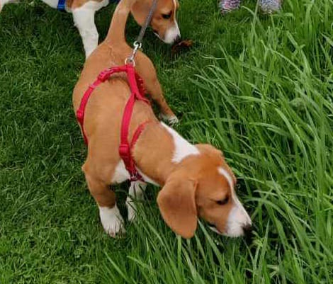 lynn_arm's tweet photo. Please help us find Kobe our 5 month old puppy missing from our home just outside Wicklow town.... since Saturday morning.... 😢🙏🐶 we miss him so much!  @DaveTodayFM  @DermotTodayFM @maireadronan @IanDempsey @TodayFM https://t.co/3OY98zYzSA