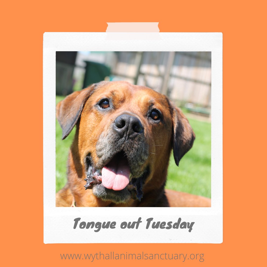 AnimalWythall's tweet photo. #tongueouttuesday https://t.co/Qawwm6EZjw