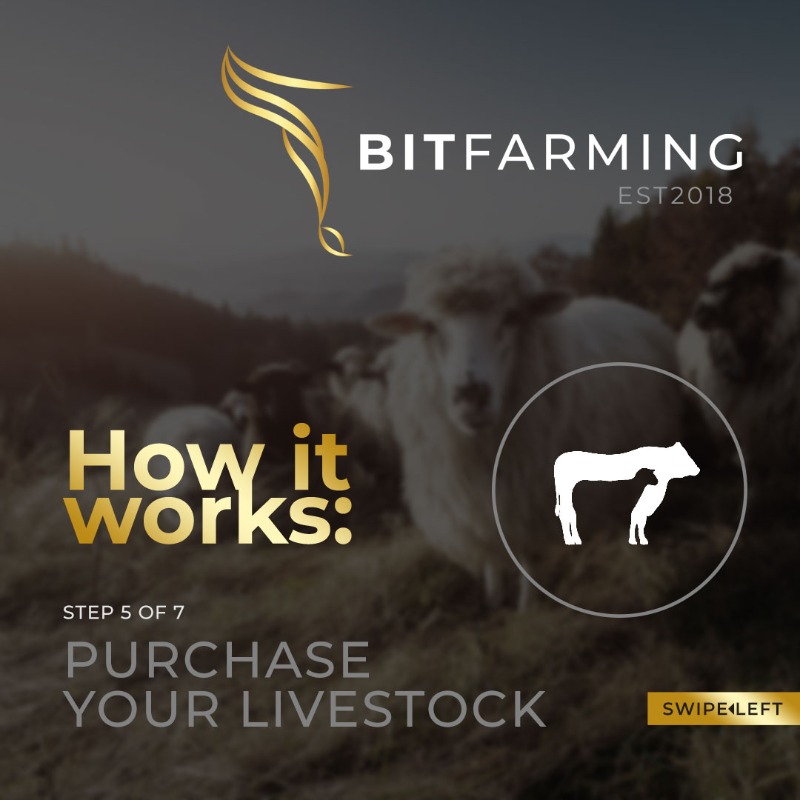 Bitfarming1's tweet photo. Introducing Bitfarming, a world-first concept that enable the man on the street to own livestock without owning a farm and earning profit from it. Buy, earn, Farm. #Bitfarming #onlinefarming #agritech #agriculture #livestock #farmingtechnology #farming #farmers #profits