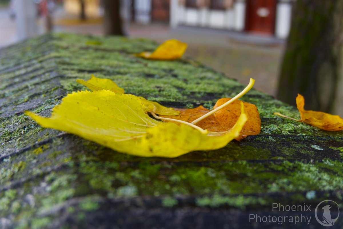 vibingshibe's tweet photo. I took the liberty recently to go through our - in colorful leaves littered - hansa city and show some of the smaller aspects of autumn from a perspective that we humans deemed long forgotten.

#autumn #photography #leaves #macrophotography #nature #altmark #altmarkliebe #germany https://t.co/SwEpjVCWOH