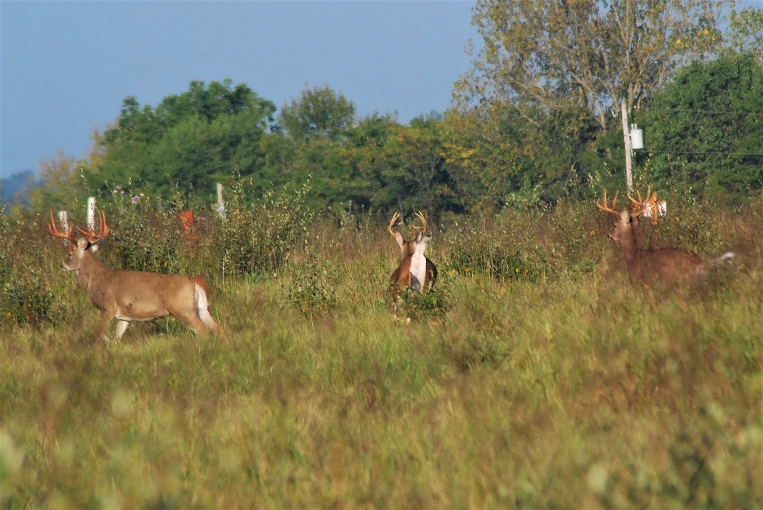 OODMag's tweet photo. Understanding pressured whitetails.
https://t.co/LBXwWqmliM
#Hunting #Fishing #Outdoors #OntarioOUTofDOORS #HuntingAnnual #BobGrewell #PressuredDeer #Funnelling #Patterning #NocturnalBuck #Treestands #HabitatEdges #Cover #Food https://t.co/vGwmdux7hw