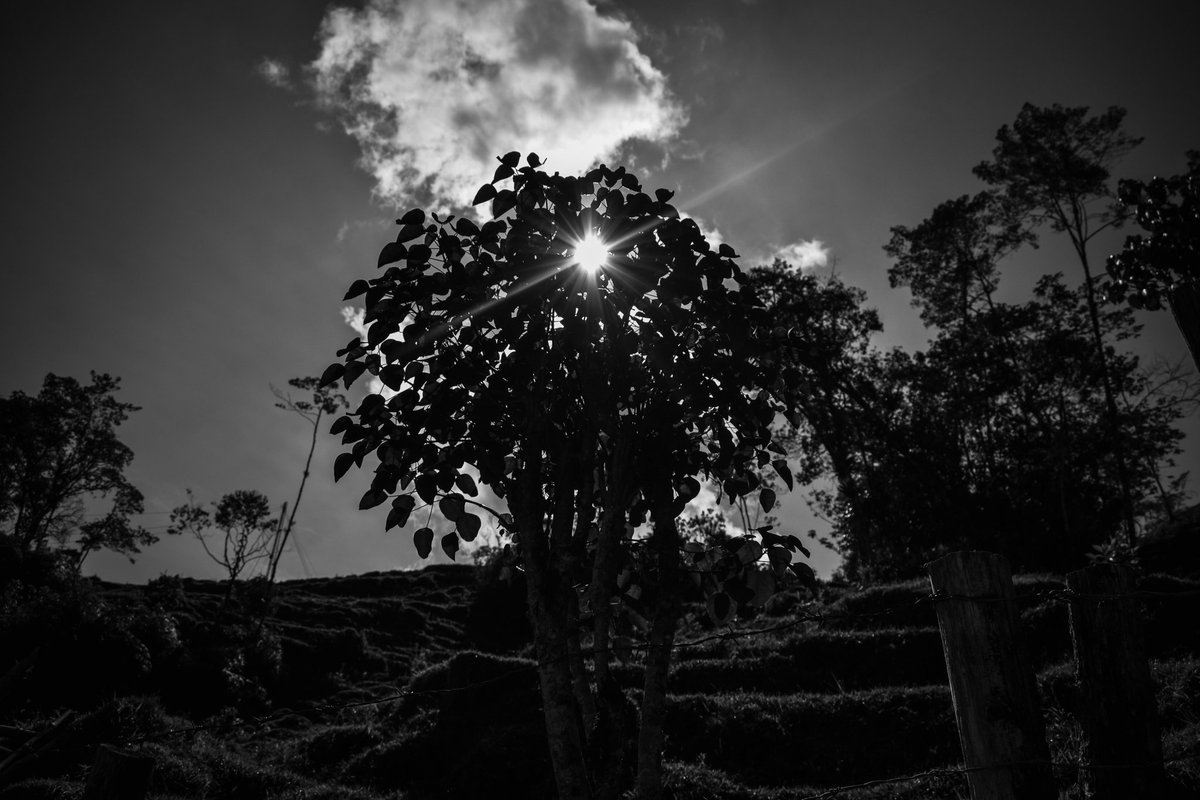 NooTieneCuando's tweet photo. 😎🖤😎
#Manzanares #Caldas #Colombia https://t.co/4HbUYrmr0r