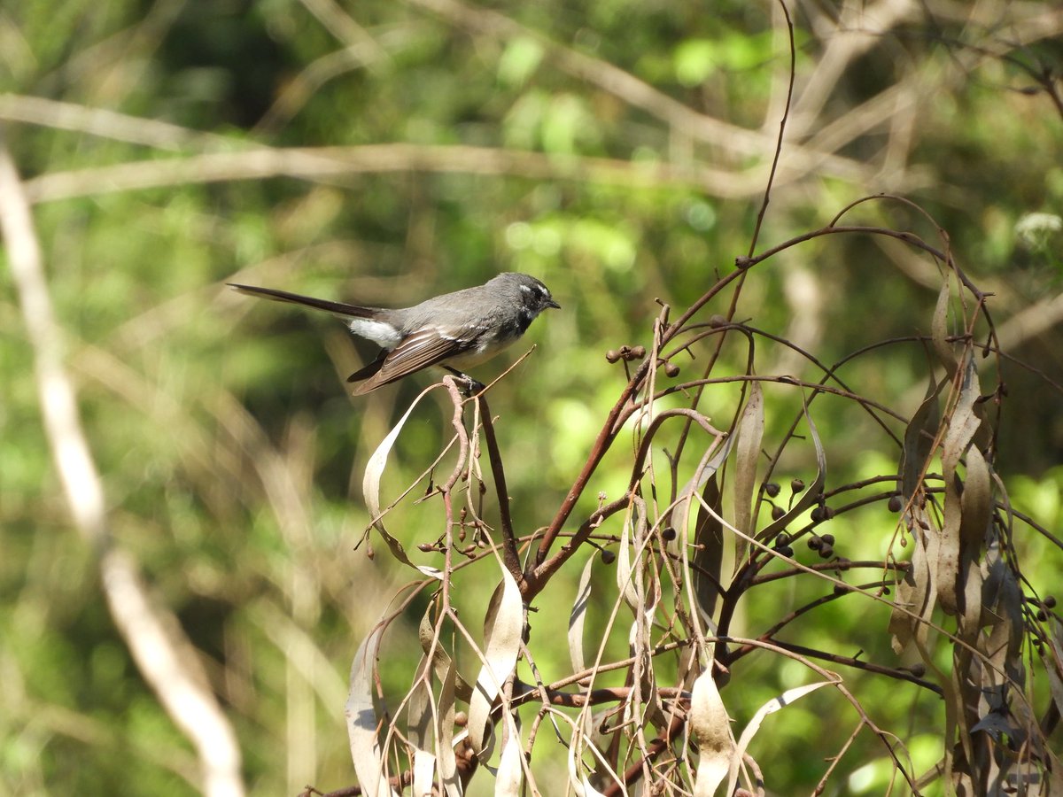 Happy #wrensday Thrillseekers. Not a lie or a damn lie in sight, be distracted. 

A showy Superb fairywren (𝘔𝘢𝘭𝘶𝘳𝘶𝘴 𝘤𝘺𝘢𝘯𝘦𝘶𝘴) & an industrious Greyfantail (𝘙𝘩𝘪𝘱𝘪𝘥𝘶𝘳𝘢 𝘢𝘭𝘣𝘪𝘴𝘤𝘢𝘱𝘢) 

#WildOz #OzBirds #WildMelbourne