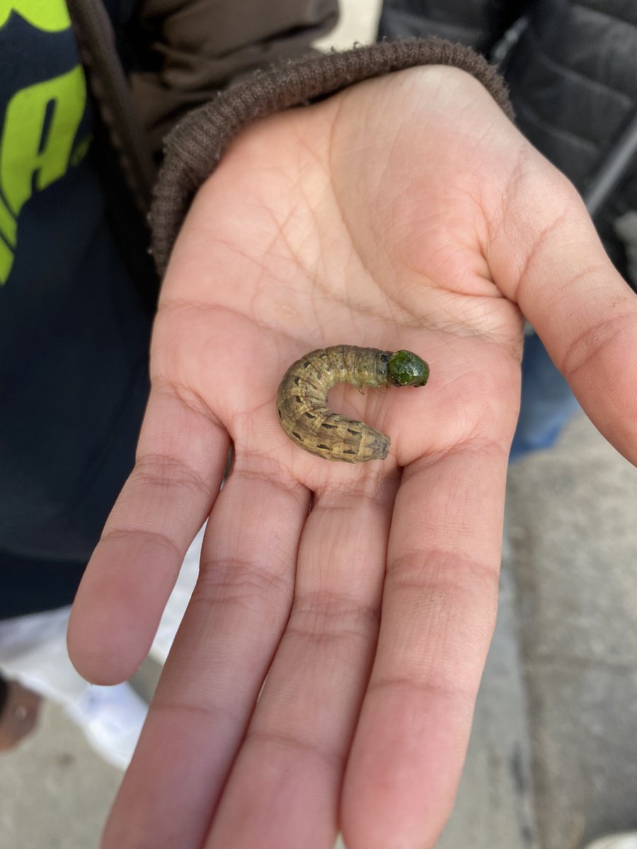 HillsideOE's tweet photo. Two classes from @charlesgordonps adventured to Thompson Park today to nature journal and discover interactions in ecosystems. So much to do #outdoorlearning! @TOES_TDSB @LC3_TDSB @EcoSchoolsTDSB https://t.co/rrBx4HhJHW