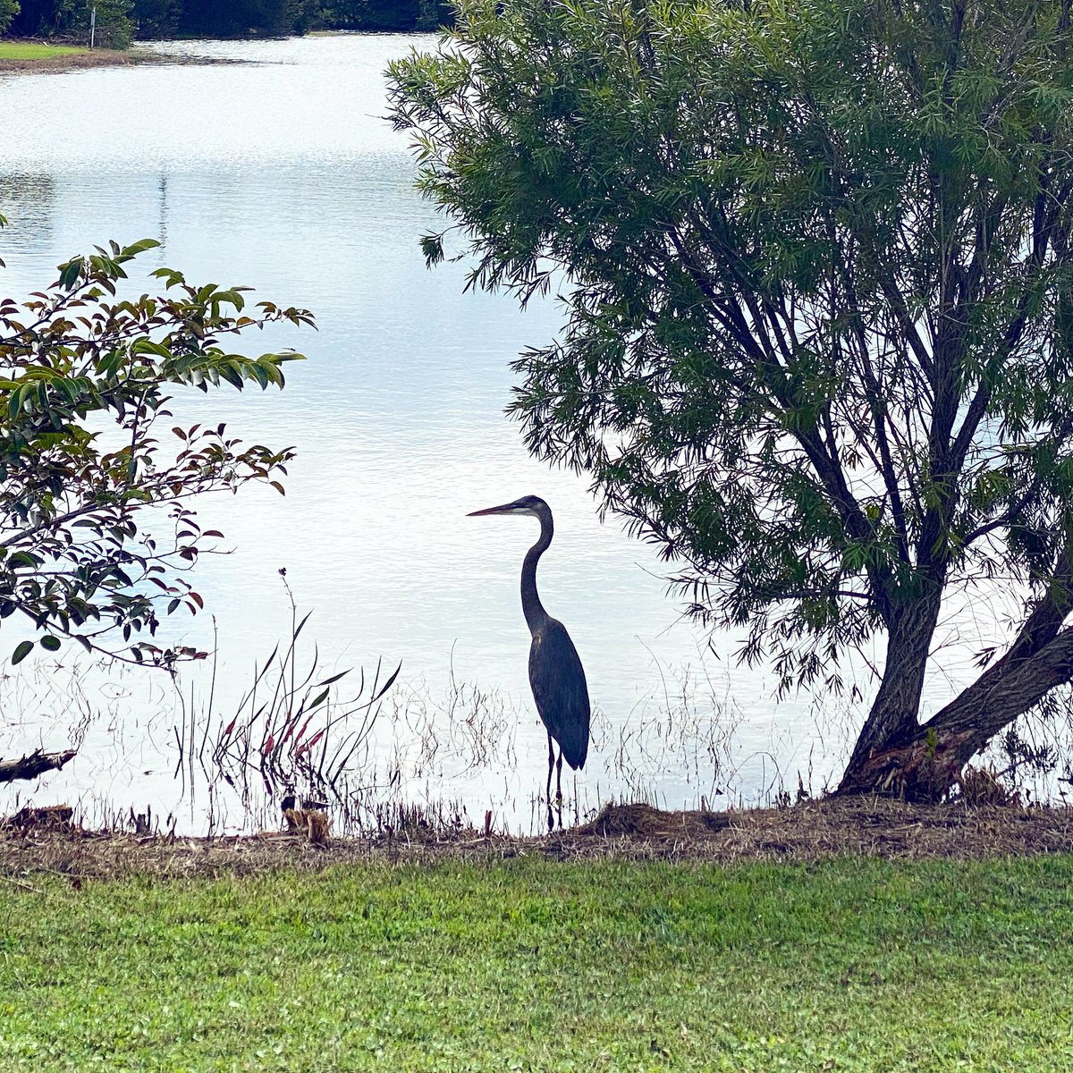amadeo77's tweet photo. #greatblueheron #florida #bird #lakeside #park #trees #outside #running #nature #admirenature #creationshouts #outdoors https://t.co/sQ6he3SQo2