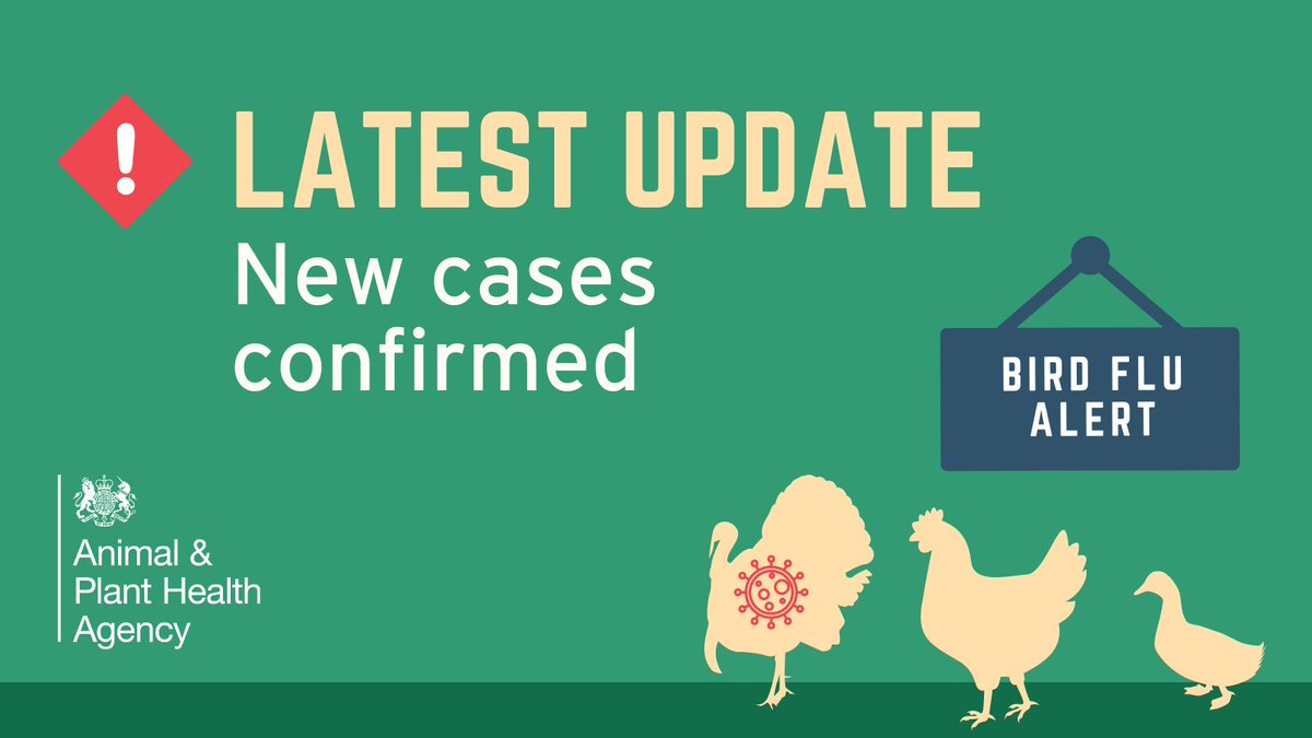 Updated information. H5N1 avian influenza found at a premises near Chirk, Wrexham, Wales now confirmed as highly pathogenic. More info available on GOV.UK: gov.uk/guidance/avian… and GOV.WALES: gov.wales/avian-influenz…
#BirdFlu #PoultryKeepers