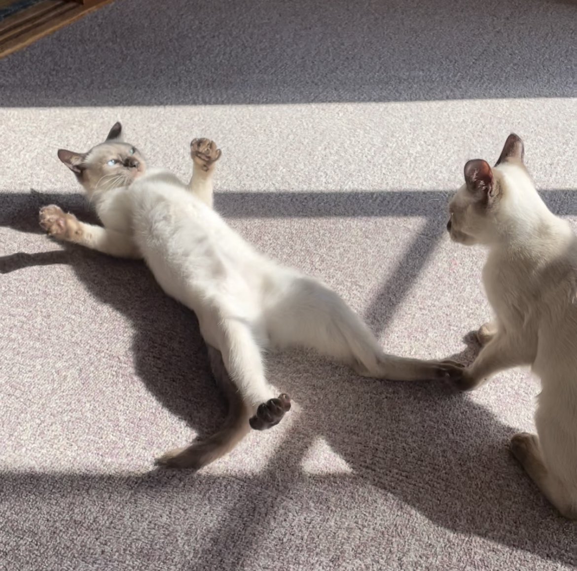 田舎猫の自由気ままなcatlife 22nekobiyori Twitter