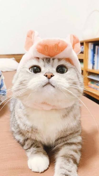 renaissance tweet media