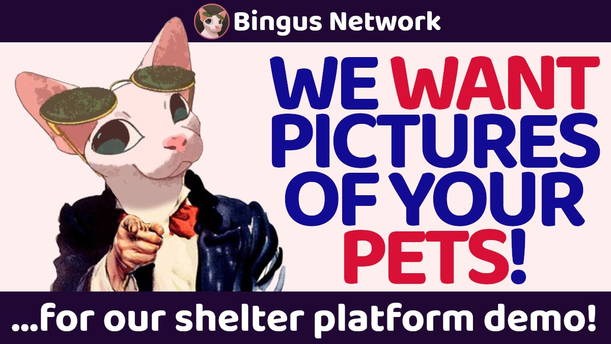 Bingus Network tweet media