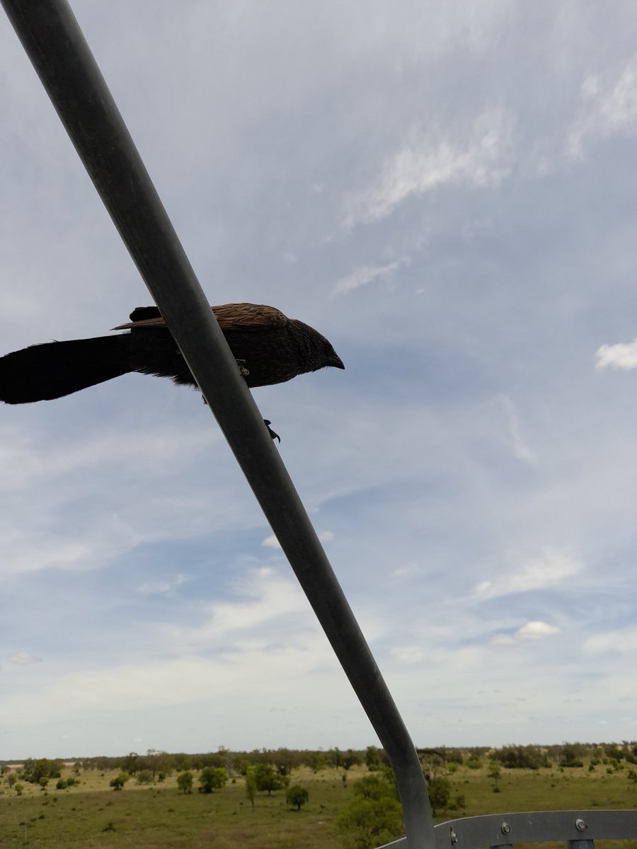 Oscarthefarmer's tweet photo. How good is rural data. #datadrought
Just went to do a @SkyNewsAust interview near Ute's signal booster... no connection.
Even had to try from the top of the big silos, but even that failed!
Ahh well. In the end the only audience was a Lousy Jack! https://t.co/2T4wsYuYIe
