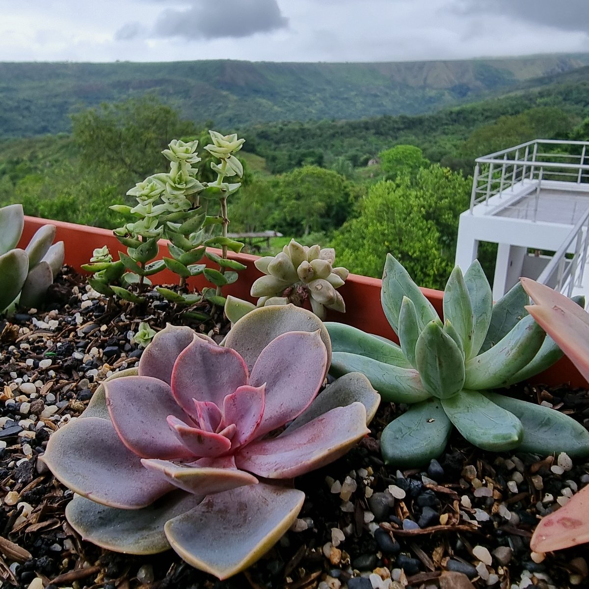 lovesucuart's tweet image. #ilovesucculents #mijardín #misplantas #succuaddict #succucolor #succulentgarden #succulovers #succulentlife #succulentjunkie #succulentlove  #plantobsessed #succulentclub