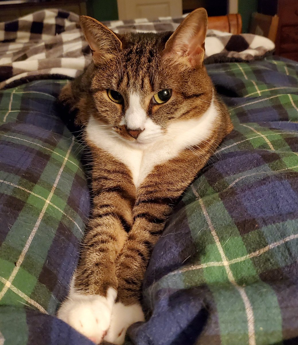 CatWombat's tweet photo. Four different talks with looks
#catpeopleknow #IYKYK
#CatsOfTwitter #cats https://t.co/GpAZMIbSTo