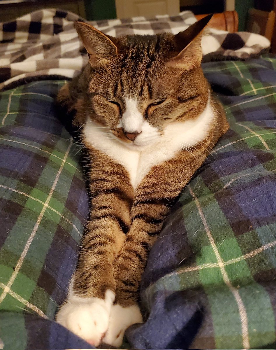 CatWombat's tweet photo. Four different talks with looks
#catpeopleknow #IYKYK
#CatsOfTwitter #cats https://t.co/GpAZMIbSTo