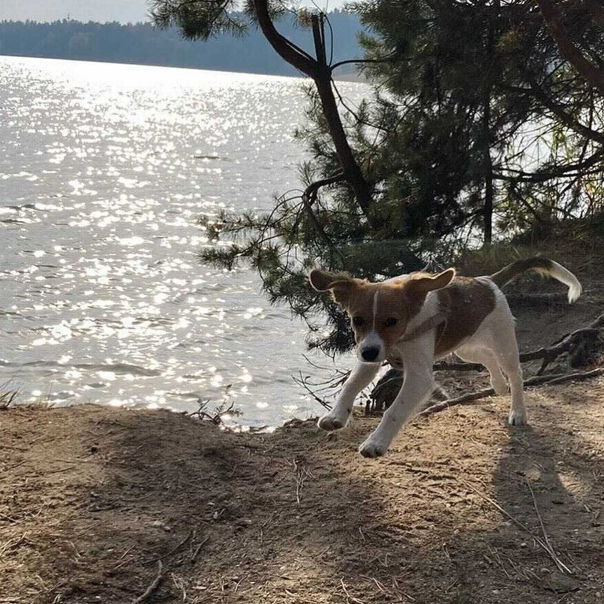 dogsofoutreach's tweet photo. Is it just us or is this week flying by?? https://t.co/3vs4IbeGyL https://t.co/0rXdRphts5