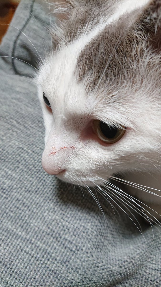 猫浦 (@ghvwj8ghO9gpZlM)  Twitter