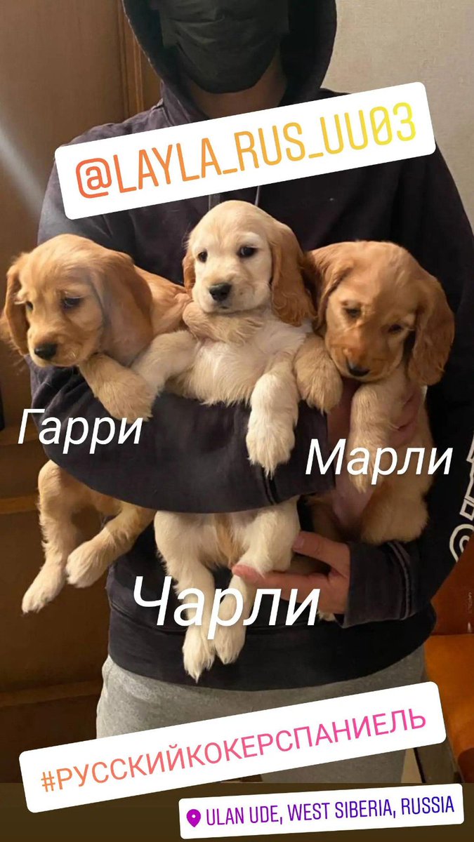 khandazhapov's tweet photo. Щенки русского охотничьего спаниеля. ЕСТЬ СВОБОДНЫЙ МАЛЬЧИК.
Дата рождения 30.08.2021г.
3 кобеля,второй помёт.
Только в ответственные руки. ☝
Все щенки вакцинированы 27.10 2021. От паразитов обработаны.
Цена от 10 000 р.
100% предоплата при бронировании.

📞 8 983 428 12 15. https://t.co/dcLelrSdGP