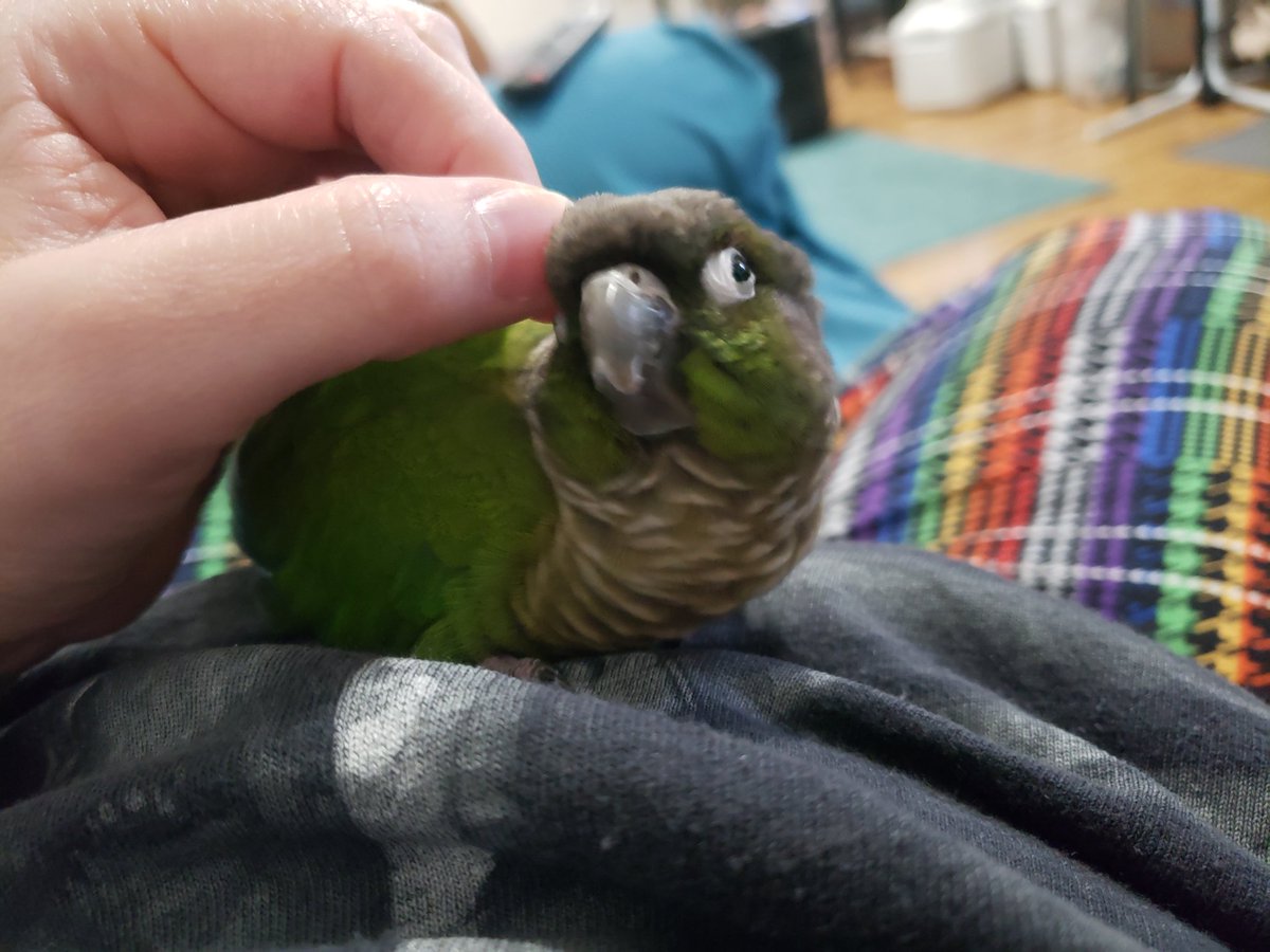 PepperNPals's tweet photo. Sweet baby bean https://t.co/nAPnz2CONT