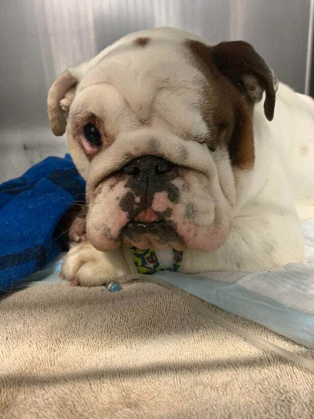 Prayers 🥺 #bulldog #englishbulldog #bulldogpuppies #dog