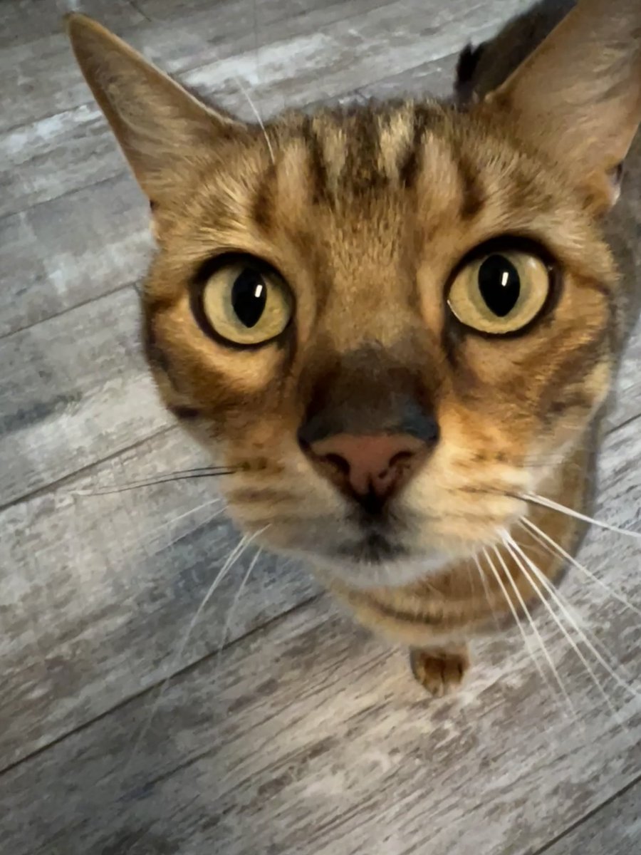 Crypto-Bull.$S tweet media