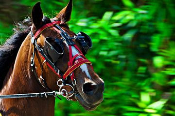 Покоряет коня. Лошадь обзор. Корослая лошадка. Наглазники для лошади. Орловский рысак вороной.
