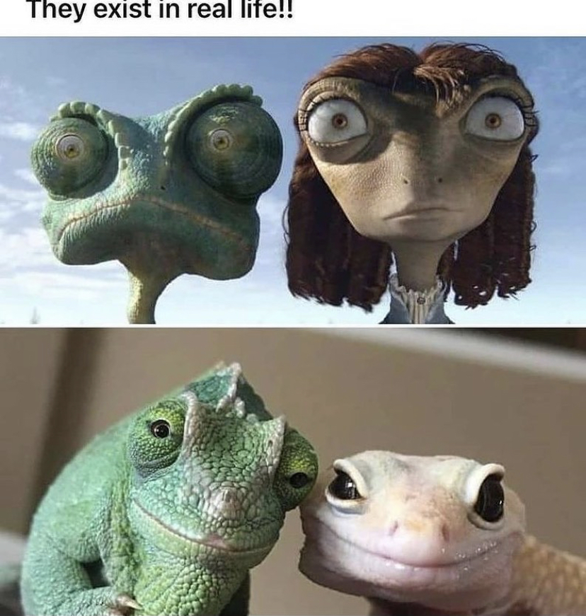 WholesomeMemes (@wholesomememe) on Twitter photo 