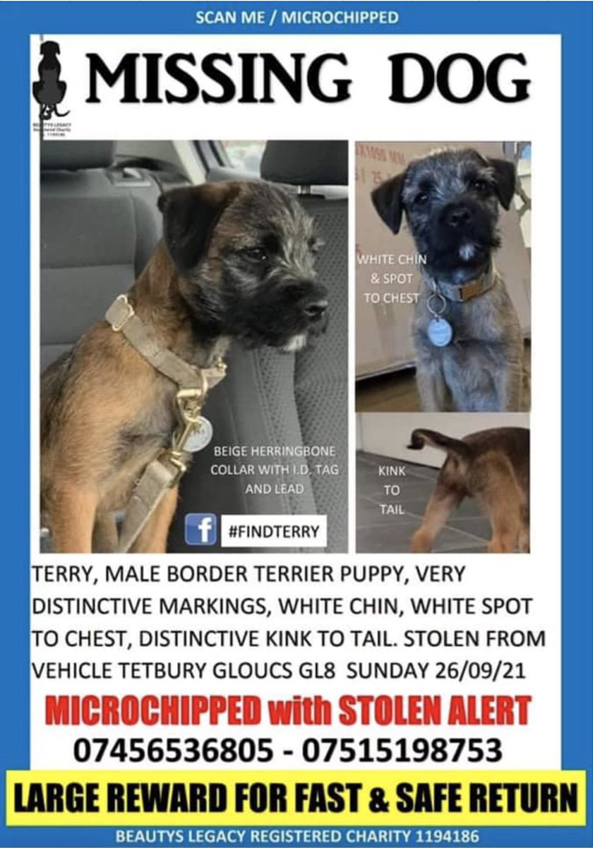 PetDirectorySe1's tweet photo. Let's help find Terry by sharing his posts and joining their campaign page.
TERRY Border Terrier LOST/STOLEN GL8/07456536805/07515 198753 #findterry https://t.co/ZqdEf92PHb