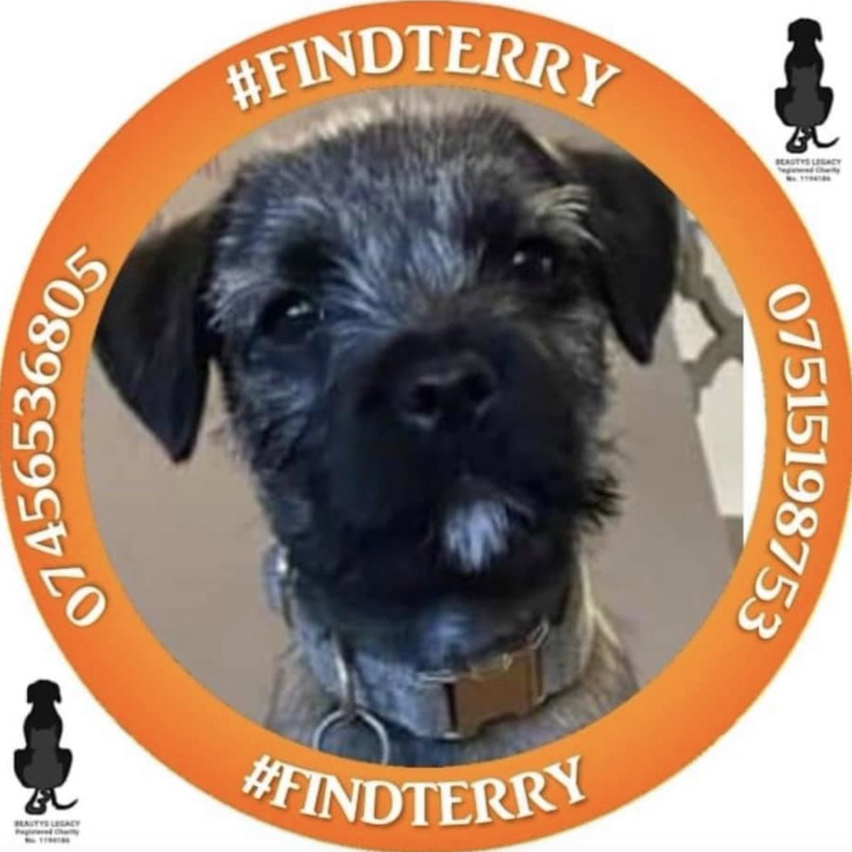 PetDirectorySe1's tweet photo. Let's help find Terry by sharing his posts and joining their campaign page.
TERRY Border Terrier LOST/STOLEN GL8/07456536805/07515 198753 #findterry https://t.co/ZqdEf92PHb