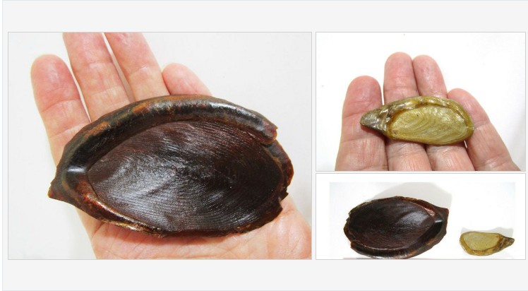 suzannee43's tweet photo. #Operculum Plates #Vintage #Oyncha Whelk Marine Snail Protective #etsy #etsyspecialT #etsyseller #shopsmall #VintageEtsy @SGH_RTs @blazedrts @SpxcRTS #etsypro @EtsySocial @DripRT #SpecialTtweet #etsystarseller 
https://t.co/h3JN5BLrxH
(Tweeted via https://t.co/JPOkl7MGIP) https://t.co/1gTpvYpTm3