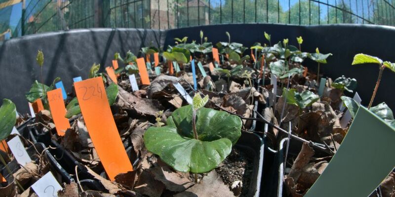 Are you an undergraduate student and looking for an internship abroad in summer 2022? Come to Germany and join our research group😊. Together we will run a project on “Phenology and growth performance of woody plants in a warmer and drier world” tinyurl.com/nsx88em8
#phenology