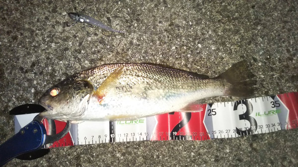 「さすがVJ。シーバ…」

「グゥ～」

「」