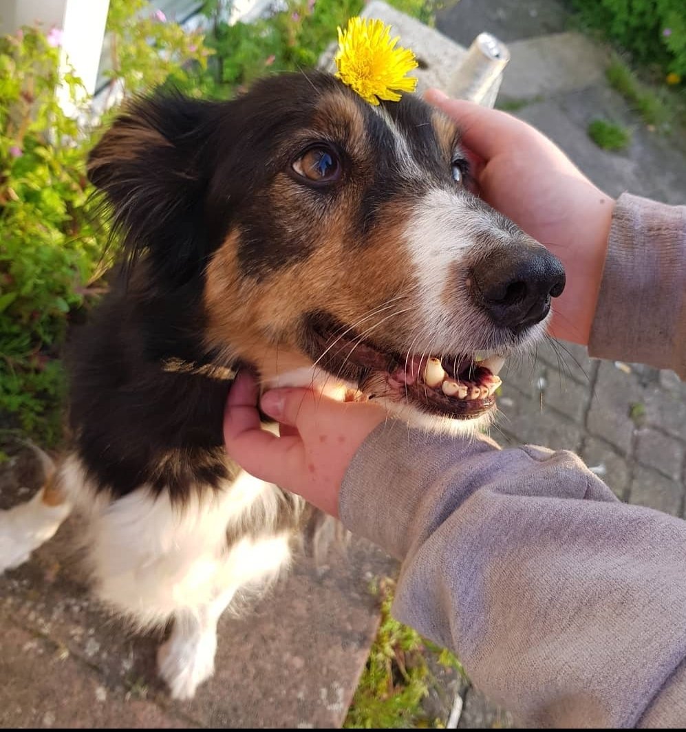 clareldobby's tweet photo. Goodbye beautiful baby. 16 years of pure bliss with you. I am honoured 💔💔 #rip #collie https://t.co/uNJFnlz2cy