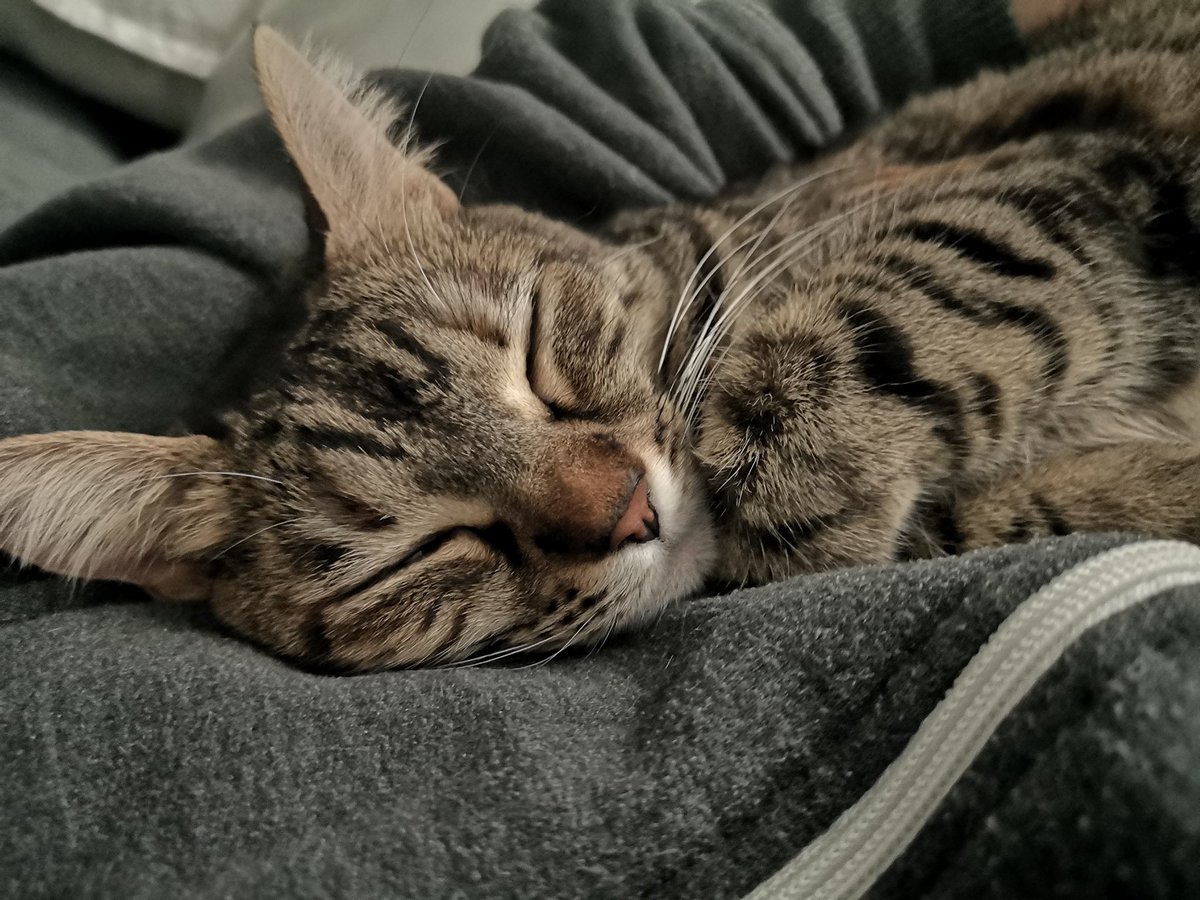 intropedro's tweet photo. 😴 https://t.co/xqgMJZJITL
