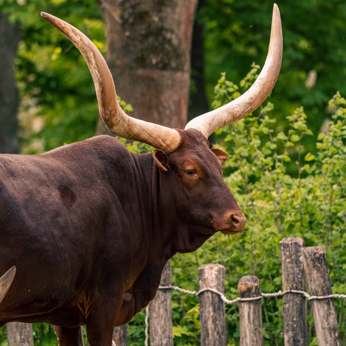 coonweb's tweet photo. Afrikaanse Watusirund, een schat van een beest 🥰📸 #watusicattle #watusicow #watusibull #watusikoe #portretdier #portraitanimal #watusirund #runderen #buffels #vooraandemuur #canvasaandemuur #animalportrait #dierenfotografie #dierenportret #digitalart #koeienmethorens https://t.co/DqvtqXsqYU