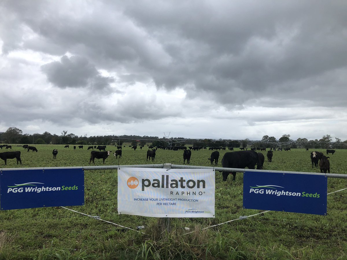 nathan_surawski's tweet photo. The sky might be gloomy but the productivity of this #pallaton crop @beaudesert is definitely not. 10 Ha Carrying 120AE since mid August 🐂🥩💪😳#pggwrightsonseedsau #csiro #elders @BrendoMagee @grodgers32 @farmingagronomy @lindsaywbell https://t.co/jtEAsPkxcl