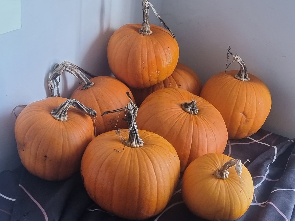 Kelly Fielding 💙 tweet media