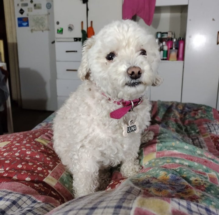 Palauraa's tweet photo. ZONA MORÓN - CASTELAR SUR, Bs As: Cementerio // cancha de Morón.
Se llevaron a mi perrita. Una mujer rubia. Si alguien la ve, por favor comunicarse conmigo 1168552728.

Por favor, difundir 🙏🏼 https://t.co/Gtu5R6ZxTJ