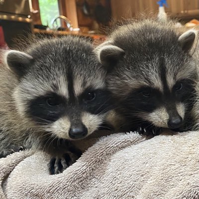 Trash Panda Paintings tweet media