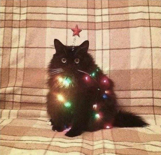 🎄