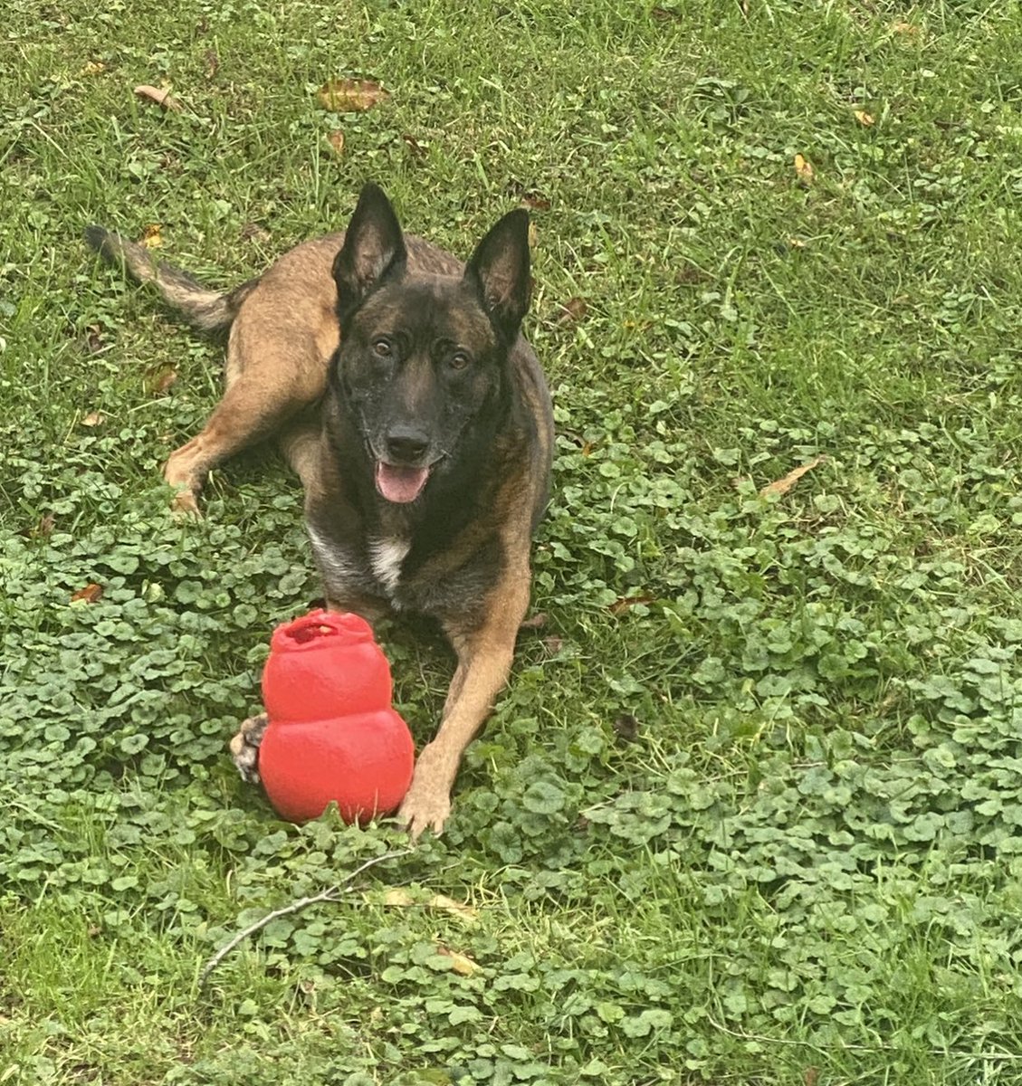 We have wonderful news… I get to go back to work tomorrow (narcotics only-no bite work) I will be wearing my brace but it’s a start!! 💙🖤💙🐾🐾 <a href="/k9sofvalor/">K9s of Valor</a> <a href="/LivePDK9/">Barclay & Gus’s K9 Fanpage</a> <a href="/PamD63/">Pamela Dills 🇺🇸</a> <a href="/JohnLaulis/">John Laulis</a> <a href="/L_Pysz/">Laura Pysz-Laulis</a> <a href="/Christinaroof1/">Christina roof</a>