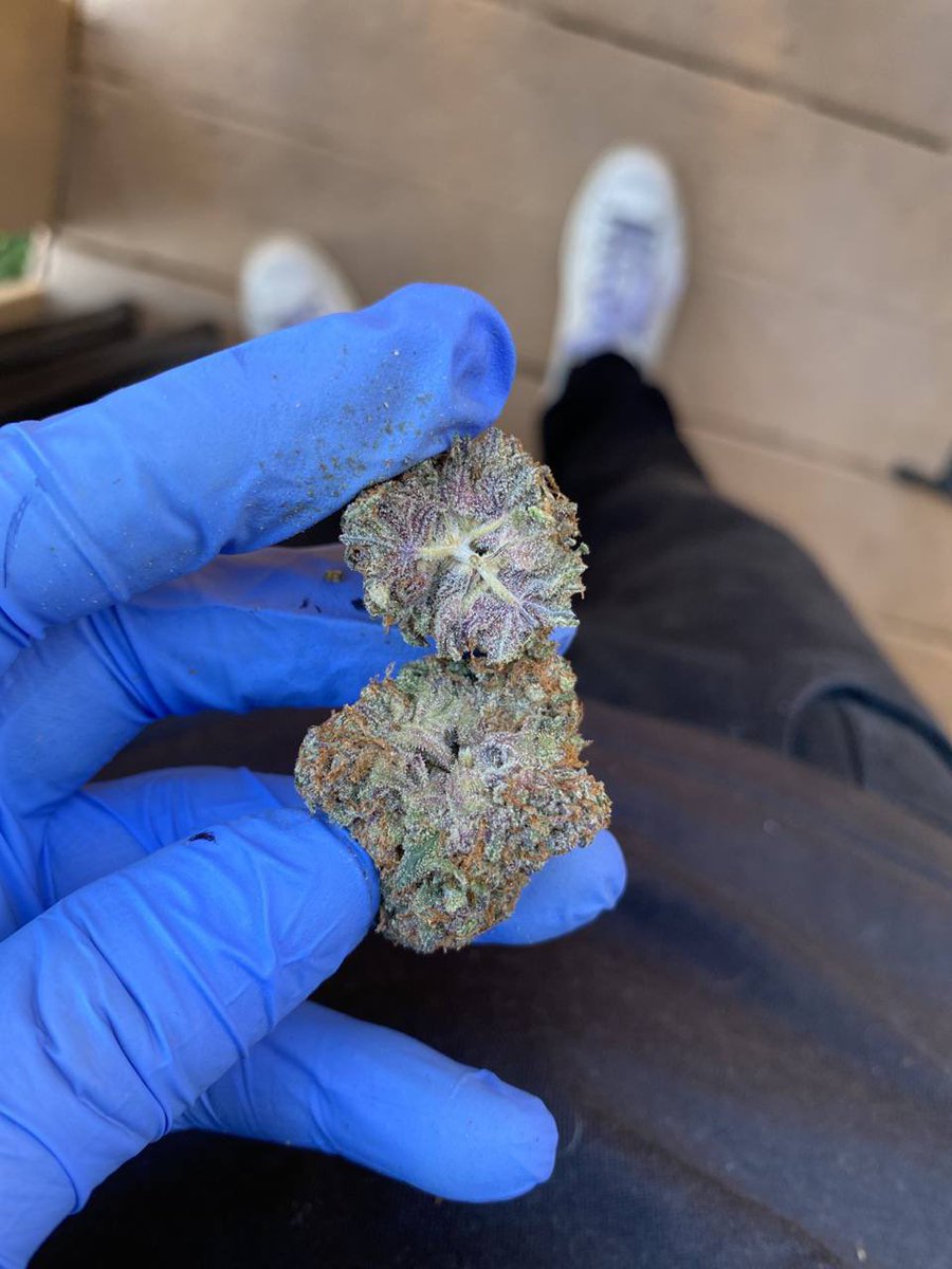 SneezBitch's tweet photo. Blue Gushers ⛽️⛽️😍😍 
Real Deal gushers #Juice #cannabis #usa #florida #chicago #canada #NewYorkCity https://t.co/TPaqOdt6Y0