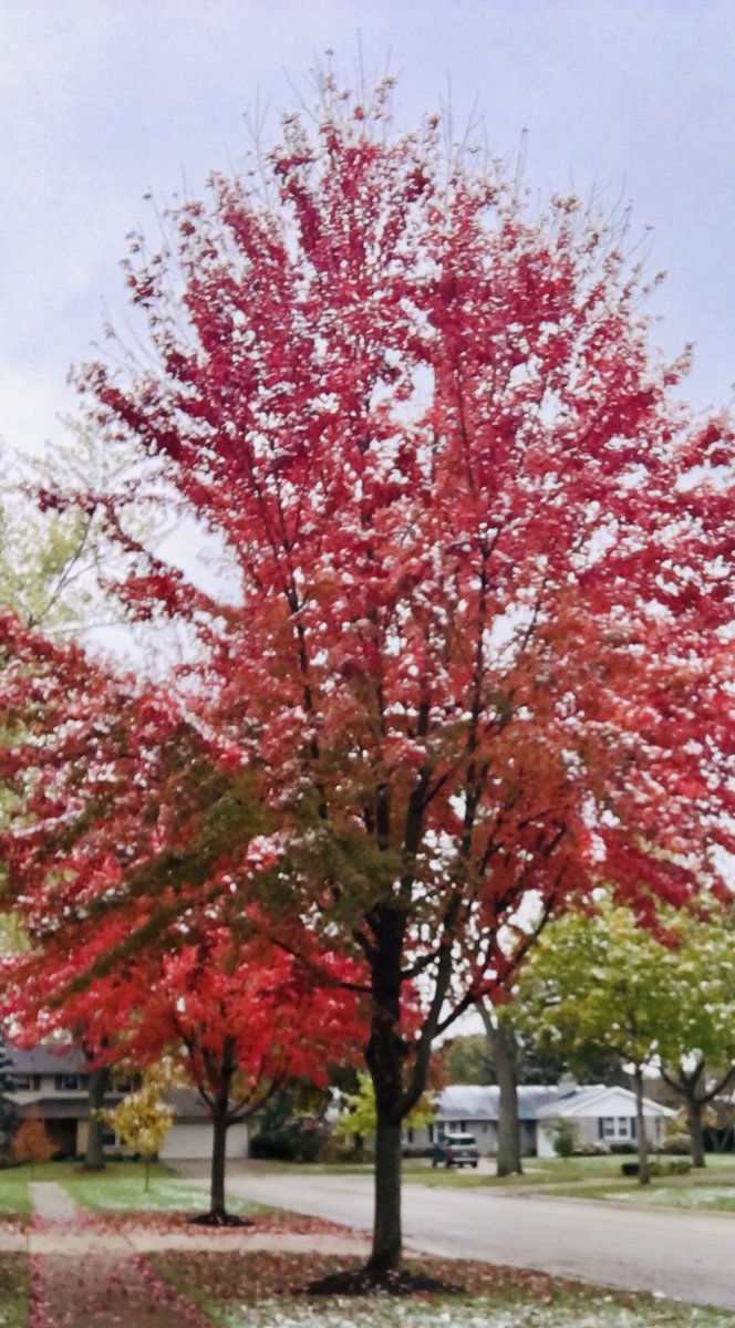 Trex898654's tweet photo. I know it is pretty, but I am not ready for this yet…
#fall #Autumn #Autumnvibes #leaves #color #November #Love #Light https://t.co/NU8g32KIew