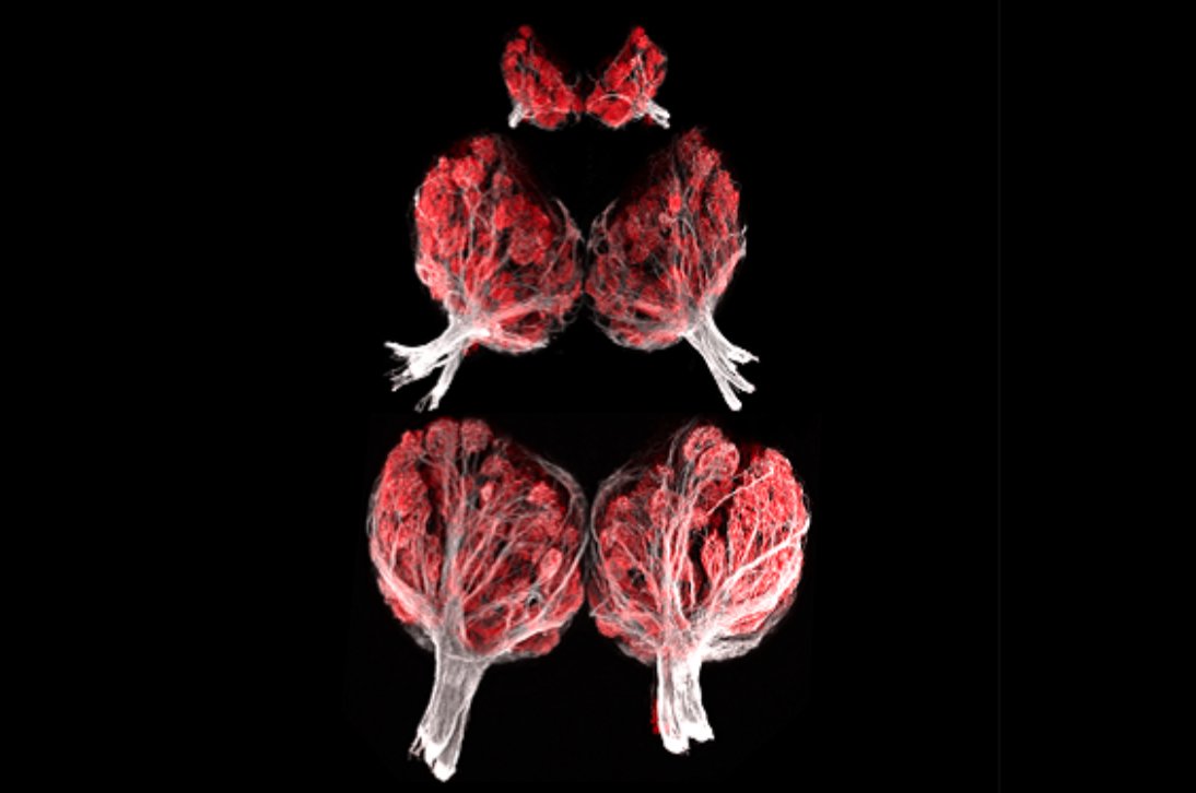SfN_cdmx's tweet photo. #MartesdeBrainFacts 👃🧠
El bulbo olfativo –estructura del cerebro que recibe olores desde la nariz– cambia de forma sustancial durante el desarrollo temprano. Esta imagen muestra el cambio de los bulbos olfatorios de un pez zebra Danio rerio, que crecen en tamaño y complejidad; https://t.co/ojAj7RezKi