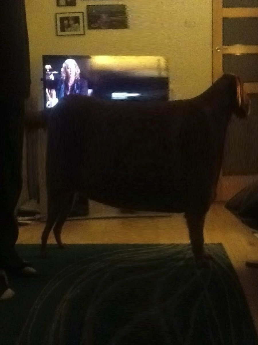 LozzaMcG's tweet photo. @Karen_K_  it’s the 9 year anniversary of Nuka Cow according to Facebook memories.. does that count as a national holiday? https://t.co/QQIqkCMPry