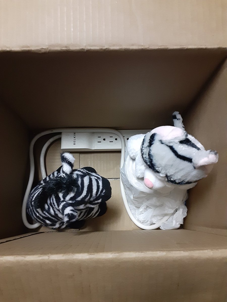 CuteCiar's tweet photo. Teaching Zenny about inspecting boxes on a LEAF and POPPIES #Hedgewatch shift. - Simon 🐈🤍🖤
#TeamCiar #ProfessorSimon #ZennyTheZebra #plushies #catbox https://t.co/MtPn6lsuUO